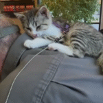 Stray Cat Gus Hijacks Couple's Anniversary Road Trip and Captures Hearts Worldwide