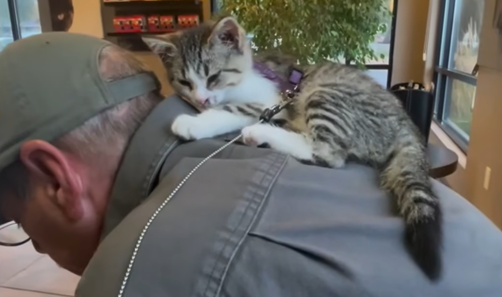 Stray Cat Gus Hijacks Couple's Anniversary Road Trip and Captures Hearts Worldwide