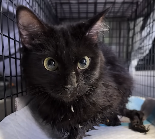 From Desperate Streets to Cozy Forever Home: Andromeda's Miraculous Cat Rescue