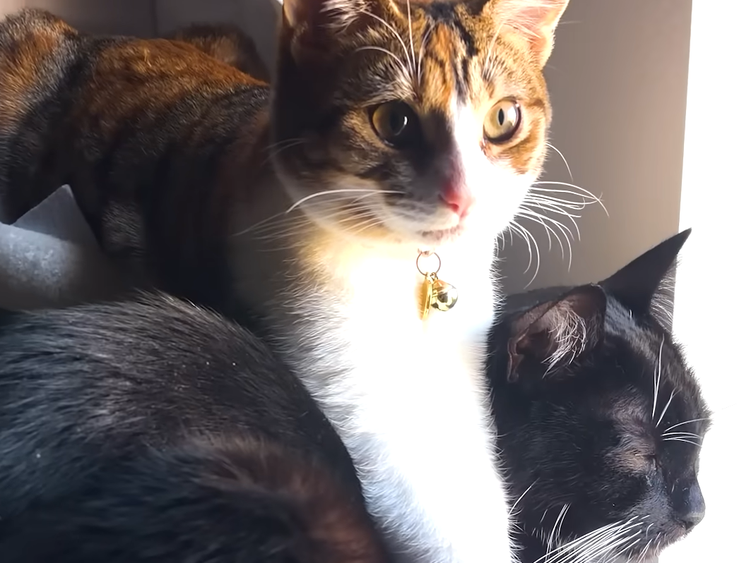 Two Cats Defy the Odds with Their Shared Foot Obsession, Captivating Owner Chelsea