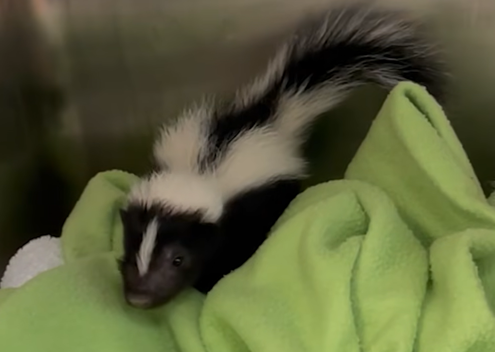Rescued Baby Skunks Ignite Spray War Chaos with New Sibling
