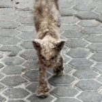 Crusted Street Cat Renatinho Stuns with Epic Transformation After Rescuer Renata Refuses to Walk Away