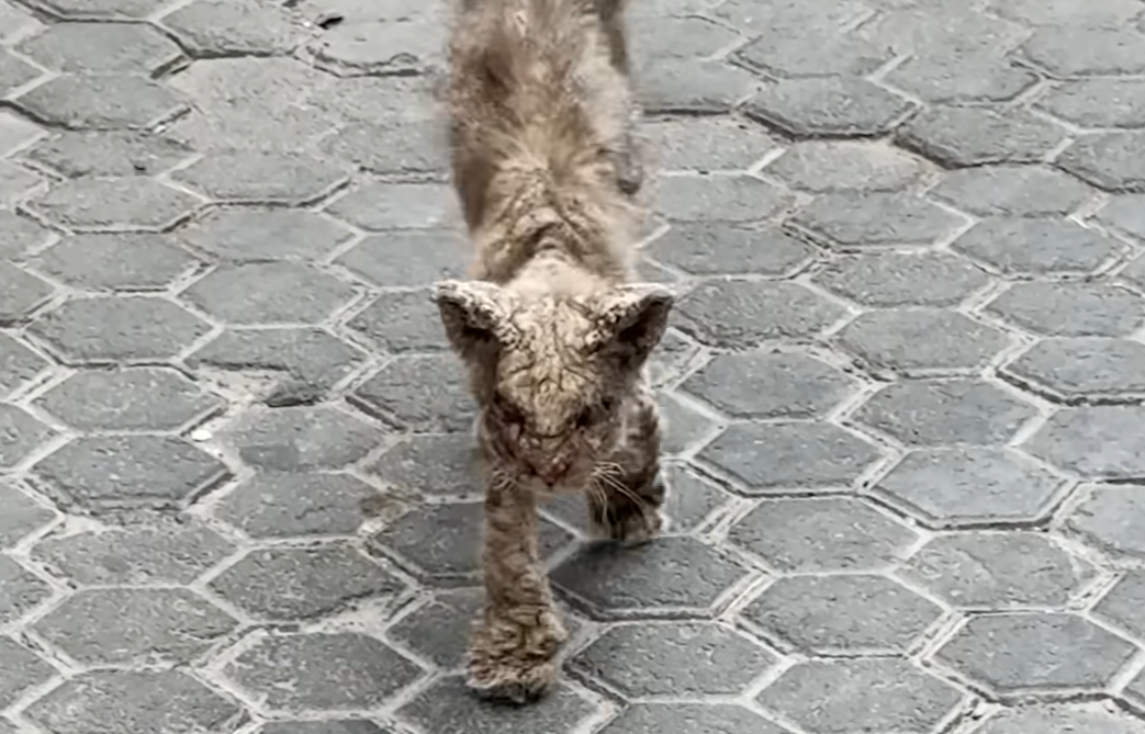 Crusted Street Cat Renatinho Stuns with Epic Transformation After Rescuer Renata Refuses to Walk Away