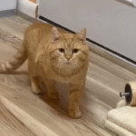 Abandoned Cat's Shocking Turnaround After Family's Move Captivates Thousands