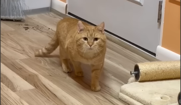 Abandoned Cat's Shocking Turnaround After Family's Move Captivates Thousands