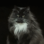 Cat Gazes Into the Night Sky - What He's Watching Has the Internet in Shock