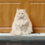 Stray Cat Henry Boldly Claims His Forever Home in Viral Adoption Tale