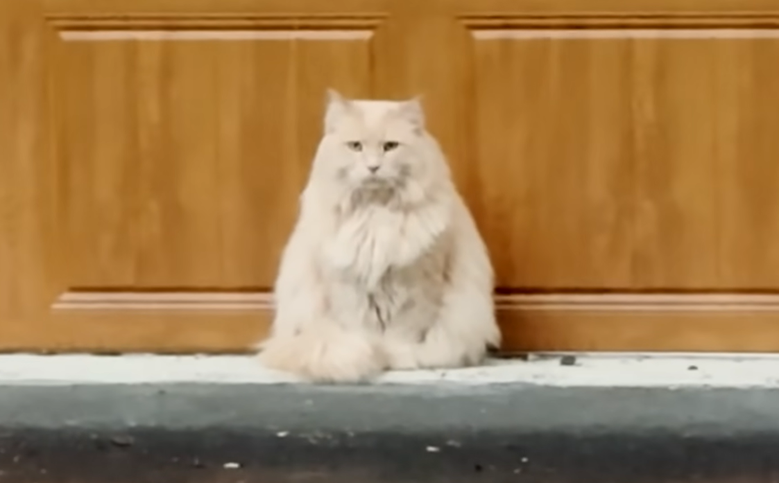 Stray Cat Henry Boldly Claims His Forever Home in Viral Adoption Tale