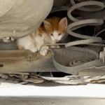 Tiny Kitten's Heart-Stopping Hideout in Car Engine Rescued on Family Vacation in Tunis