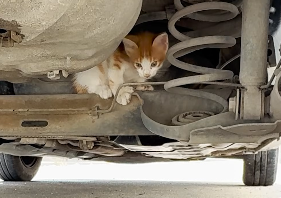 Tiny Kitten's Heart-Stopping Hideout in Car Engine Rescued on Family Vacation in Tunis