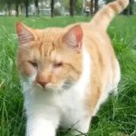 Blind Street Cat Dumped for Meowing Too Much Now Bursts with Joy in Perfect Home