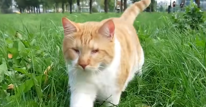 Blind Street Cat Dumped for Meowing Too Much Now Bursts with Joy in Perfect Home