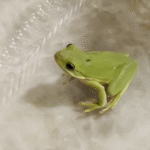 2 A.M. Salad Surprise: Man Crafts Cozy Palace for Tiny Tree Frog Stowaway