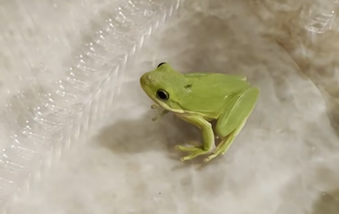 2 A.M. Salad Surprise: Man Crafts Cozy Palace for Tiny Tree Frog Stowaway