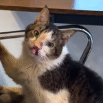 Handicapped Senior Cat Roman Finds Forever Home with Devoted Owner Ciara After Years of Hardship