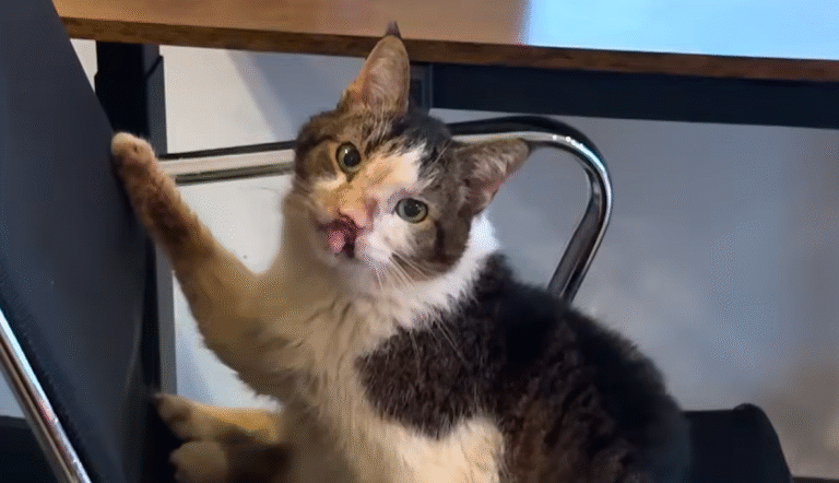 Handicapped Senior Cat Roman Finds Forever Home with Devoted Owner Ciara After Years of Hardship
