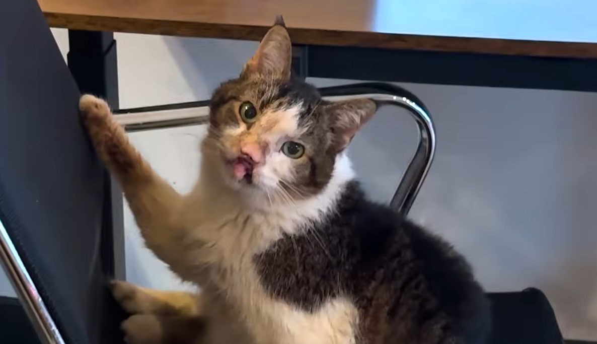 Handicapped Senior Cat Roman Finds Forever Home with Devoted Owner Ciara After Years of Hardship