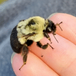 Wingless Queen Bumblebee's Zoomies Captivate Millions in Viral Rescue Tale