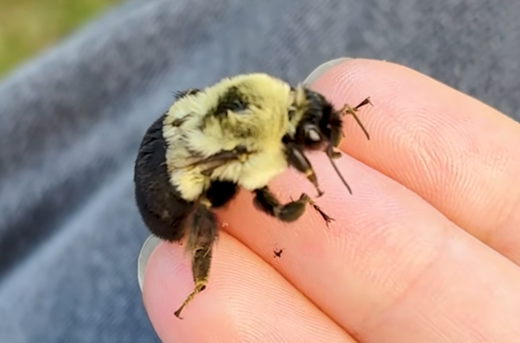 Wingless Queen Bumblebee's Zoomies Captivate Millions in Viral Rescue Tale