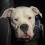 From 'Dangerous' Shelter Reject to Viral Party Pup: Petey's Joyful Homecoming