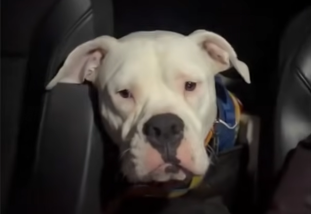 From 'Dangerous' Shelter Reject to Viral Party Pup: Petey's Joyful Homecoming