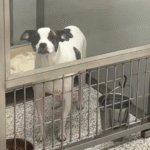 Dog Brought Back to Shelter Six Months After Adoption - Her Heartbreaking Reaction Says It All