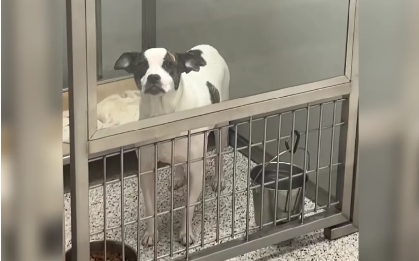 Dog Brought Back to Shelter Six Months After Adoption - Her Heartbreaking Reaction Says It All