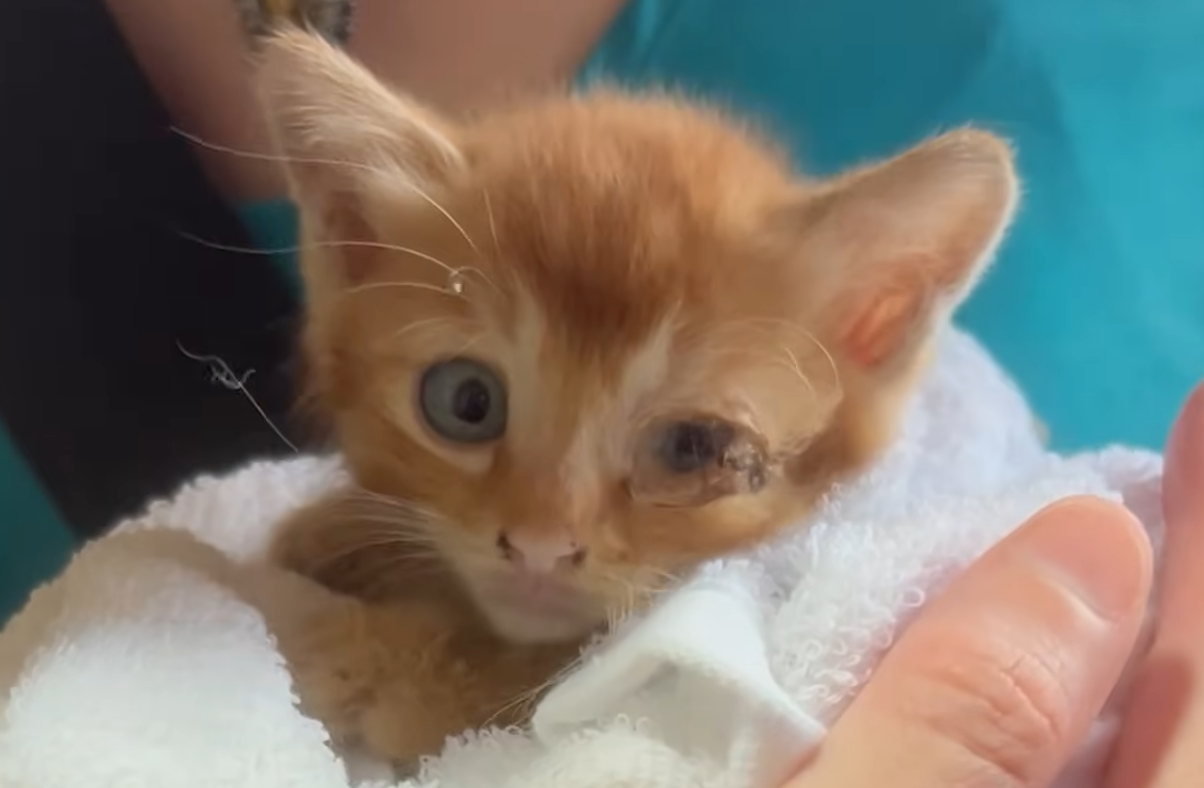 Tiny Kitten Arashi's Epic Journey from Japanese Trail to Forever Home in the US