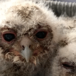 Three Orphaned Owlets Bond with Teddy Bear Mom Before Soaring Back to the Wild