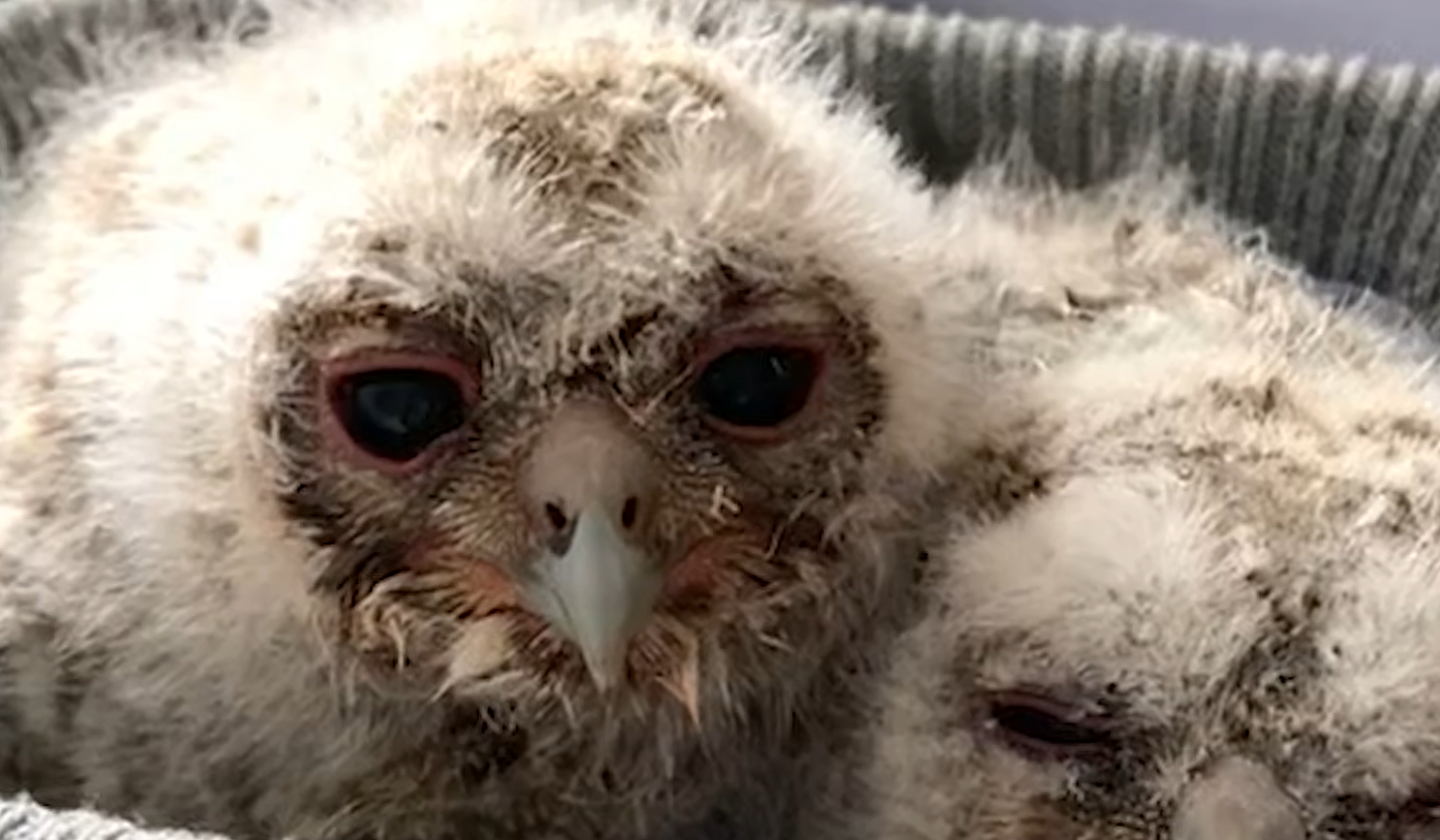 Three Orphaned Owlets Bond with Teddy Bear Mom Before Soaring Back to the Wild