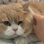 Giant Stray Cat Acts Shockingly Calm When Finally Captured