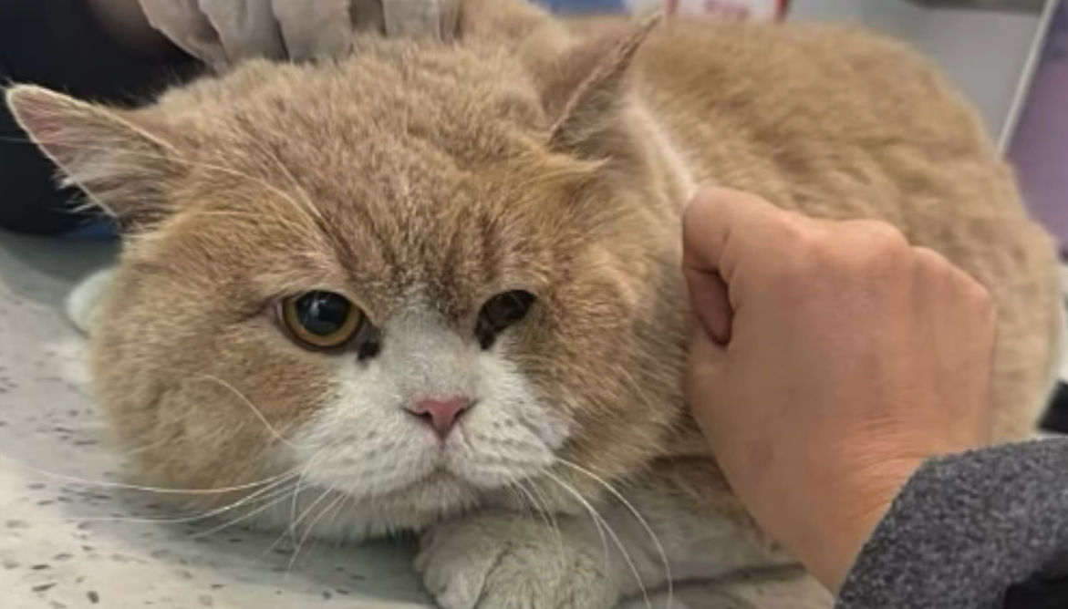 Giant Stray Cat Acts Shockingly Calm When Finally Captured