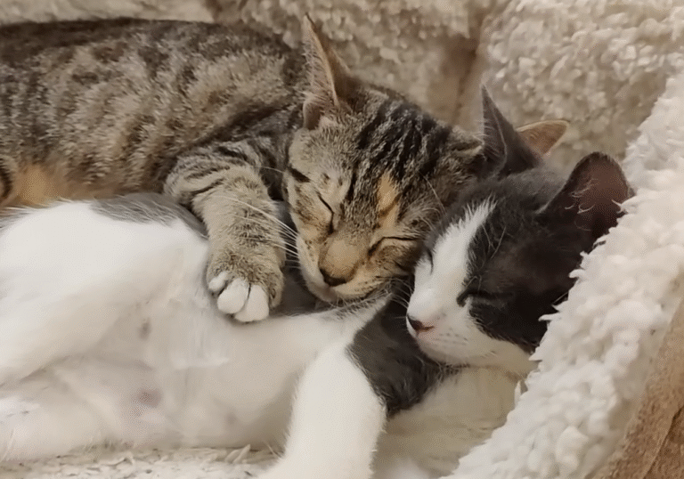 From NYC Streets to Forever Home: Orphaned Kittens Gingham and Wocket Form Unbreakable Bond