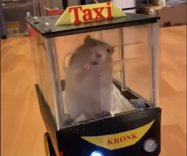 These Rats Learned to Drive — And One of Them Plays by His Own Rules