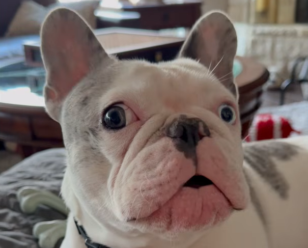 Maverick the Dog's Wild Reaction to 'I Love You' Sparks Viral Joy Wave