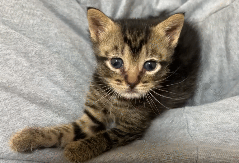 Brooklyn's Tiny Fighter: Kitten Fishie Rescued from Medical Waste Bin Despite Twisted Legs
