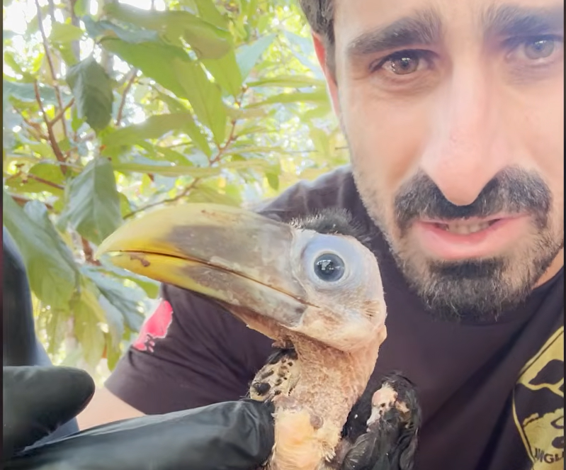 Paul Rosolie Rescues Frail Baby Toucan Lucas, Nursing Him Back to Wild Flight in the Amazon