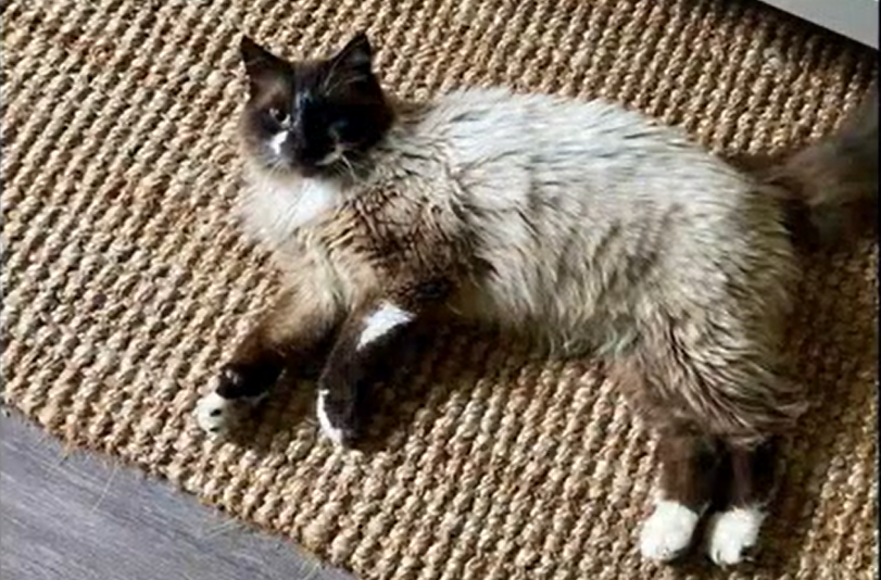 Woman Bonds With Stray Cat - Then a Microchip Uncovers His Shocking Past