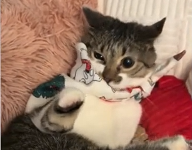 Cat Waited Two Long Years for a Home - The Reason He Was Discounted Is Heartwarming