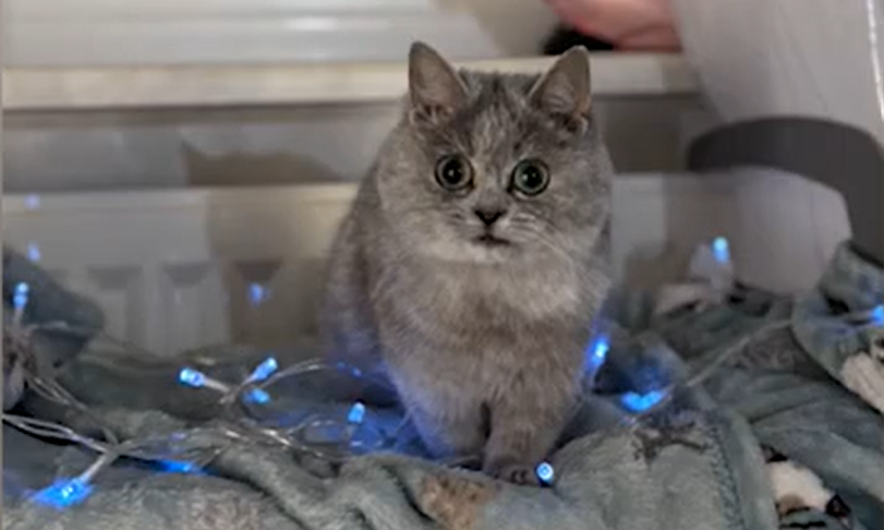 Woman Adopts Tiny Kitten - Months Later, She Realizes She Hasn't Grown at All