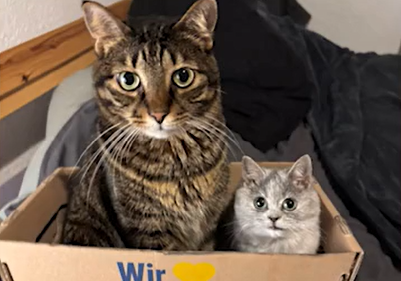 Woman Adopts Tiny Kitten - Months Later, She Realizes She Hasn't Grown at All