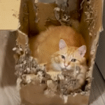 Cat's Fierce Devotion to Shredded Moving Box Ignites Viral Frenzy and Desperate Owner Quest