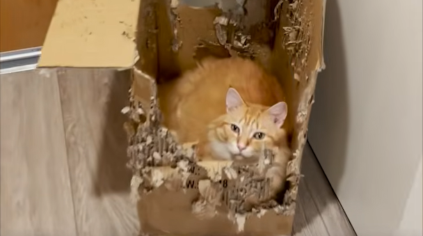 Cat's Fierce Devotion to Shredded Moving Box Ignites Viral Frenzy and Desperate Owner Quest