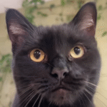 Rescued Kitten Shows Gratitude with a Decade of Nonstop Purrs to Its Savior