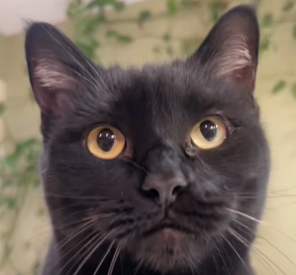 Rescued Kitten Shows Gratitude with a Decade of Nonstop Purrs to Its Savior