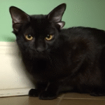 Dobby, the Rare Four-Eared Beauty, Is Searching for a Forever Home