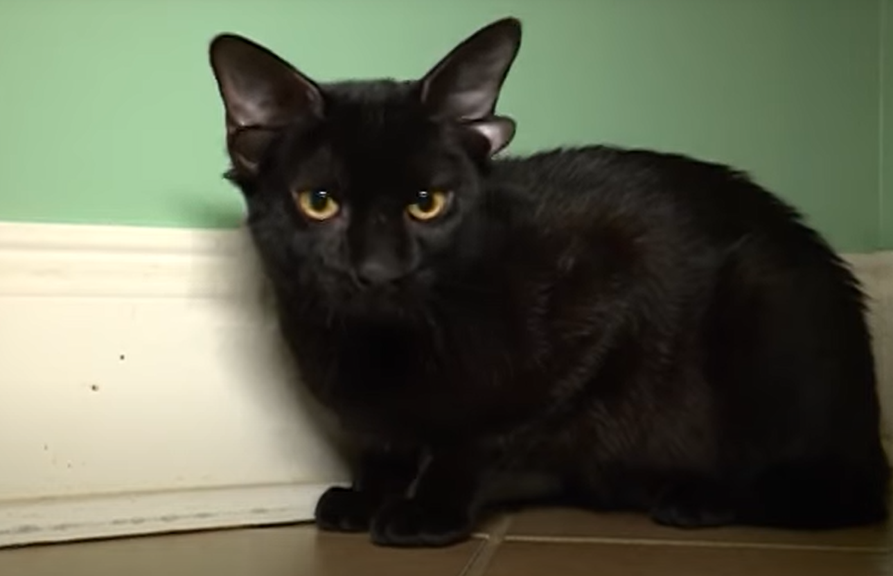 Dobby, the Rare Four-Eared Beauty, Is Searching for a Forever Home