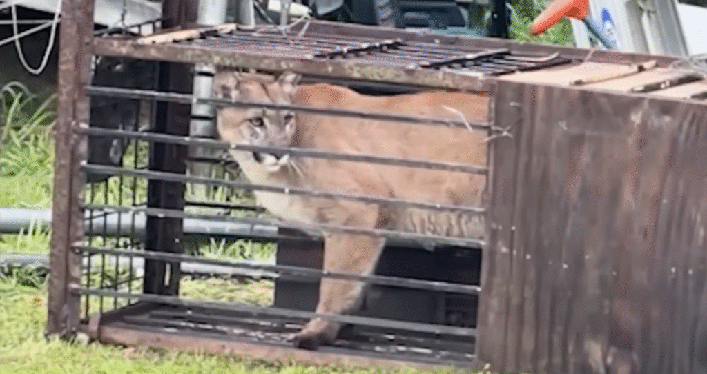 California Family Stunned After Mountain Lion Found in Backyard Trap Set for Coyotes