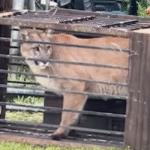 California Family Stunned After Mountain Lion Found in Backyard Trap Set for Coyotes