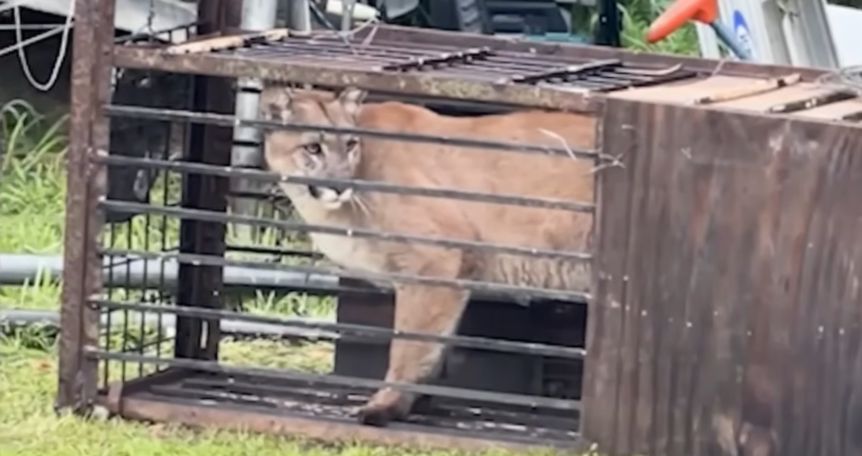 California Family Stunned After Mountain Lion Found in Backyard Trap Set for Coyotes